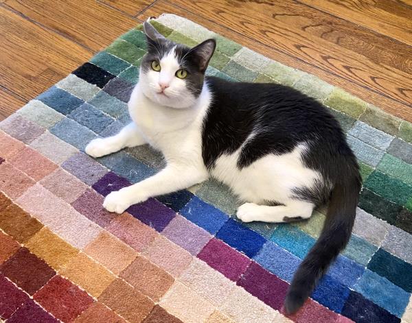 /Images/uploads/Friends of Seal Beach Animal Care Center/2022sbacc/entries/20795thumb.jpg